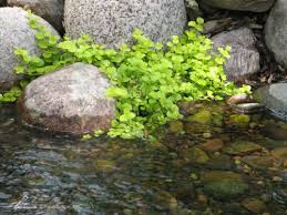Hardy Shallow Water Plants
