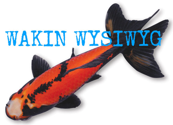 Wakin & Goldfish WYSIWYG