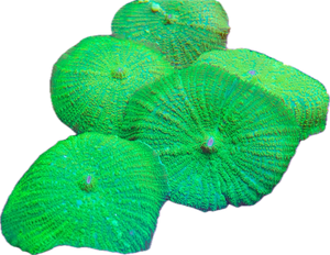 Bright Green Rhodactis Mushroom (per leaf)