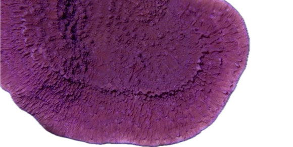 Purple Cap Montipora