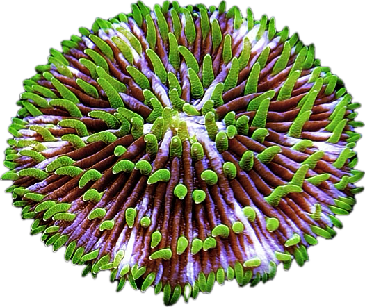 Jokers Pinwheel Plate coral