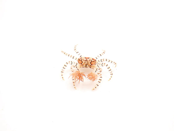 Pom Pom Anemone Crab (Lybia tessellata)