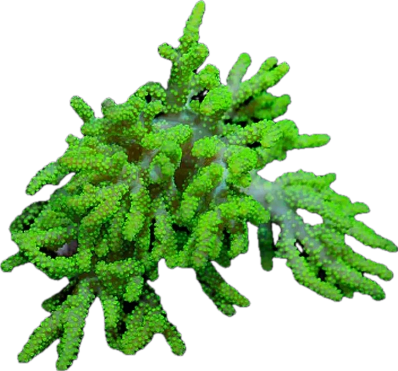 Aussie Neon Spaghetti Leather Coral 1”-2” Frag