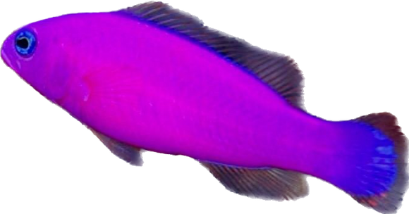 Purple Dottyback