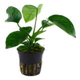 Tropica Anubias barteri var. caladiifolia 101 U