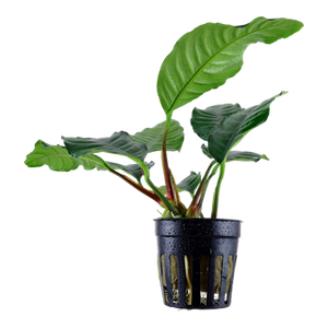 Tropica Anubias barteri 'Coffeifolia' 101 B