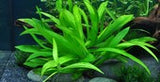 Tropica Helanthium bolivianum 'Quadricostatus' 068TC