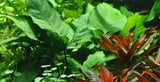Tropica Anubias barteri var. caladiifolia 101 U
