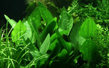 Tropica  Echinodorus palifolius 076
