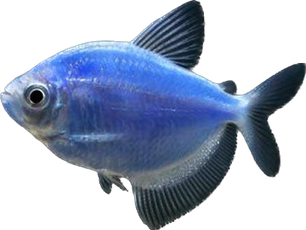 GloFish® Cosmic Blue Tetra Fish