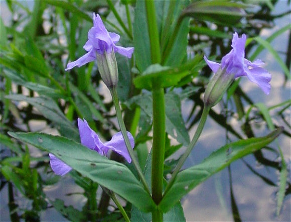 Blue Monkey Flower – Mimulus ringens (Pre-Order)
