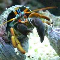 Red Blue Eyed Hermit Crab (Calcinus laevimanus)