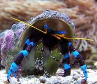 Electric Blue Knuckle Hermit Crab (Calcinus elegans)