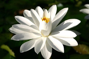 White Night Blooming Tropical Lily (Pre-Order)