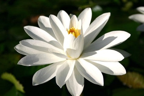 White Night Blooming Tropical Lily (Pre-Order)