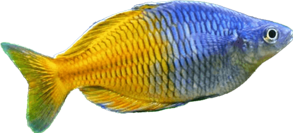 Bosemani Rainbow Fish (Juvenile)