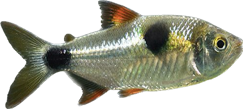 Buck Toothed Tetra