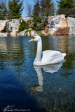 Aquascape Floating Swan Decoy (Pre-Order) NEW 2021