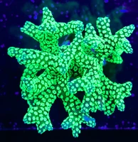Fragbox Corals Electric Green Birdsnest