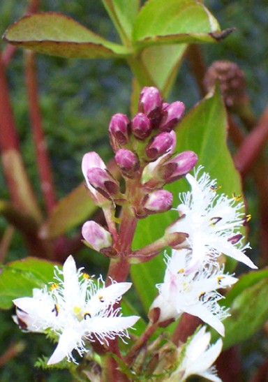 Bogbean – Menyanthes trifoliata (Pre-Order) bareroot