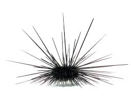 Long-spined Urchin Lg