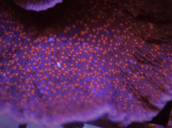 Purple Cap with Red Polyp Monti Frag