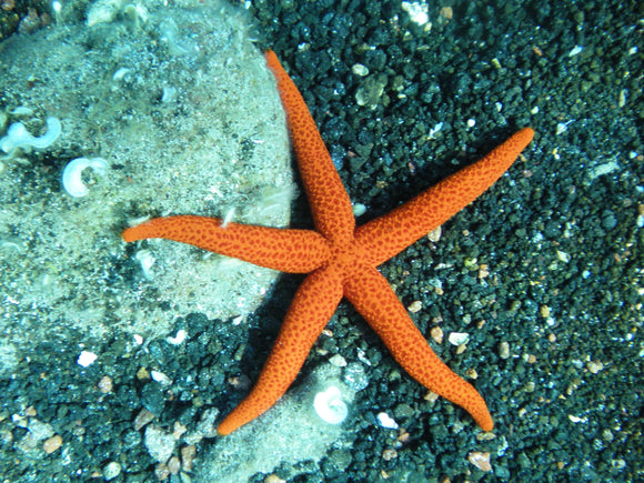 Echinaster Starfish