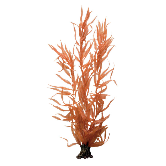 Pacific Coast Orange Kelp - 40