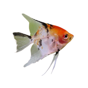 Koi Angelfish