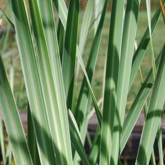 Variegated Cattail – Typha latifolia variegata (Pre-Order)
