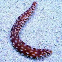 Tiger Tail Sea Cucumber (Holothuria hilla)