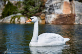 Aquascape Floating Swan Decoy (Pre-Order) NEW 2021