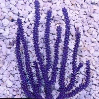 Purple Eunice Gorgonian
