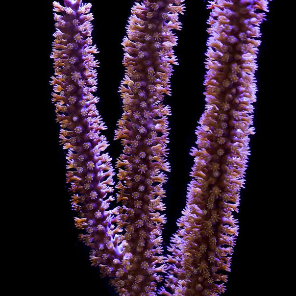 Purple Candelabra Gorgonia