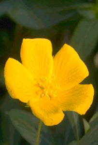 Primrose Creeper – Jussiaea diffusa (Pre-Order)