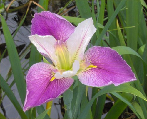 Colorific Iris – Iris louisiana colorific