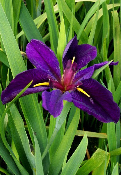 Black Gamecock Iris – Iris louisiana ‘black gamecock’ (Pre-Order)