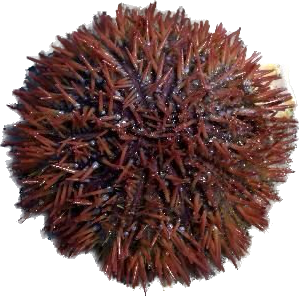 Red Collector Urchin  LG