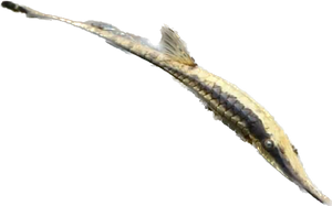 Farlowella Catfish