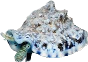 Zebra Conch
