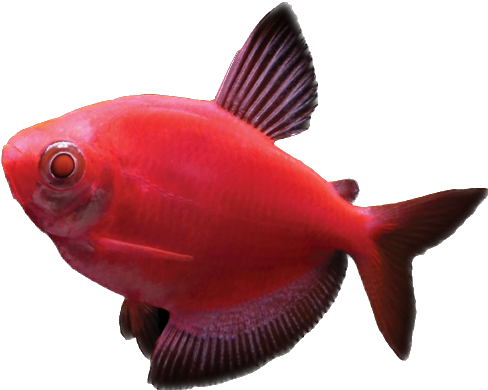 GloFish® Starfire Red Tetra