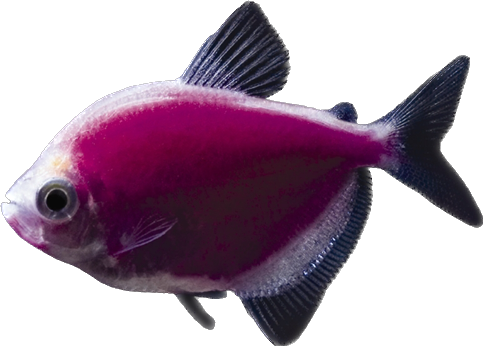 GloFish® Galactic Purple Tetra Fish
