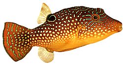 Blue Spotted Puffer-(Canthigaster margaritata)