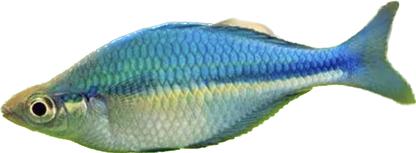 Turquoise rainbow sales fish care