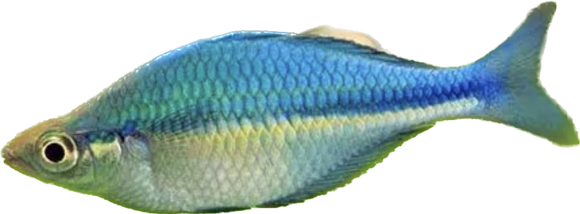 Turquoise Rainbow fish (show)