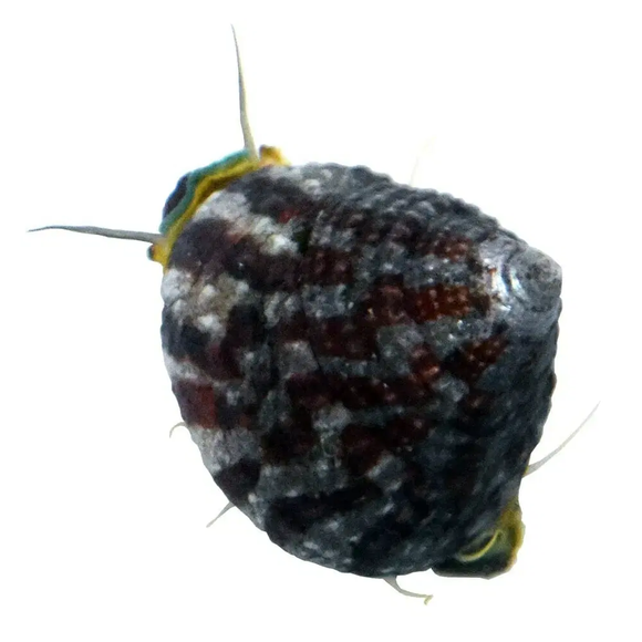 Trochus Snail