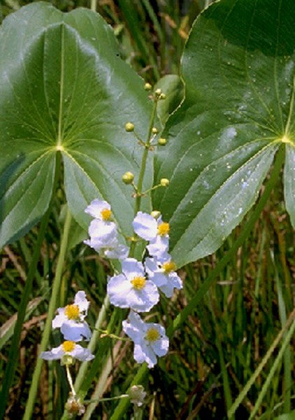 Arrowhead – Sagittaria latifolia (Pre-Order)