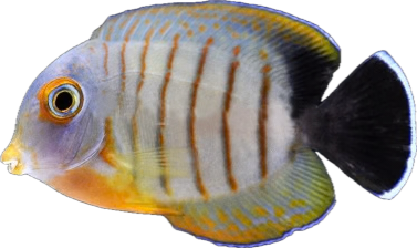 Captive Marine Fish Sale!!