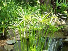 Tropical Shallow Water Plants