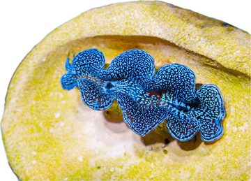 Buy 2 Corals @$39.99 get a $9.99 omg frag for free